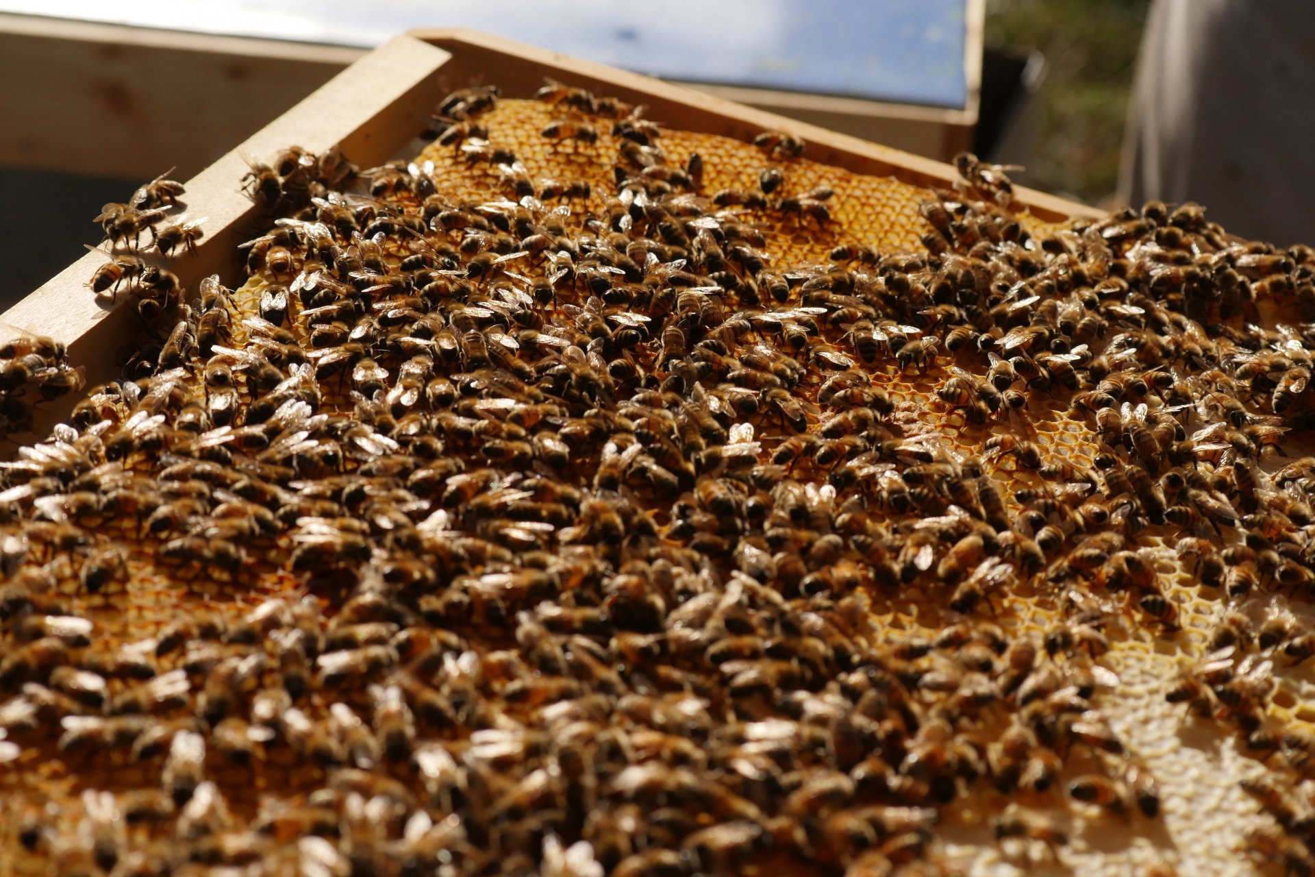 abeilles-sur-cadre